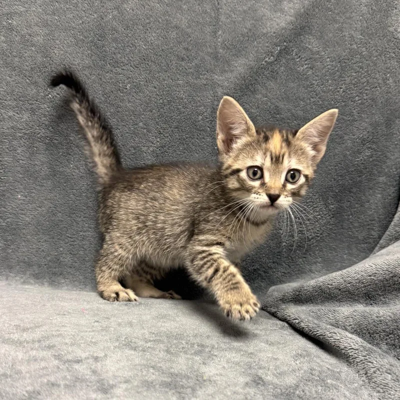 A baby medium-sized female Domestic Short Hair cat named Samantha for adoption in Brenham, TX