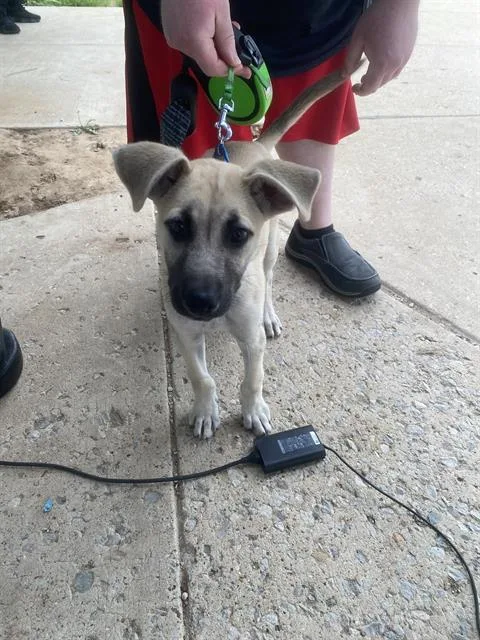 A young large-sized female Mixed Breed dog named Lady for adoption in Dallas, TX