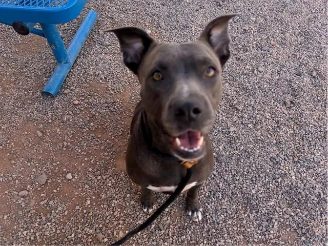 A young large-sized female Pit Bull Terrier dog named Adley for adoption in Mesa, AZ