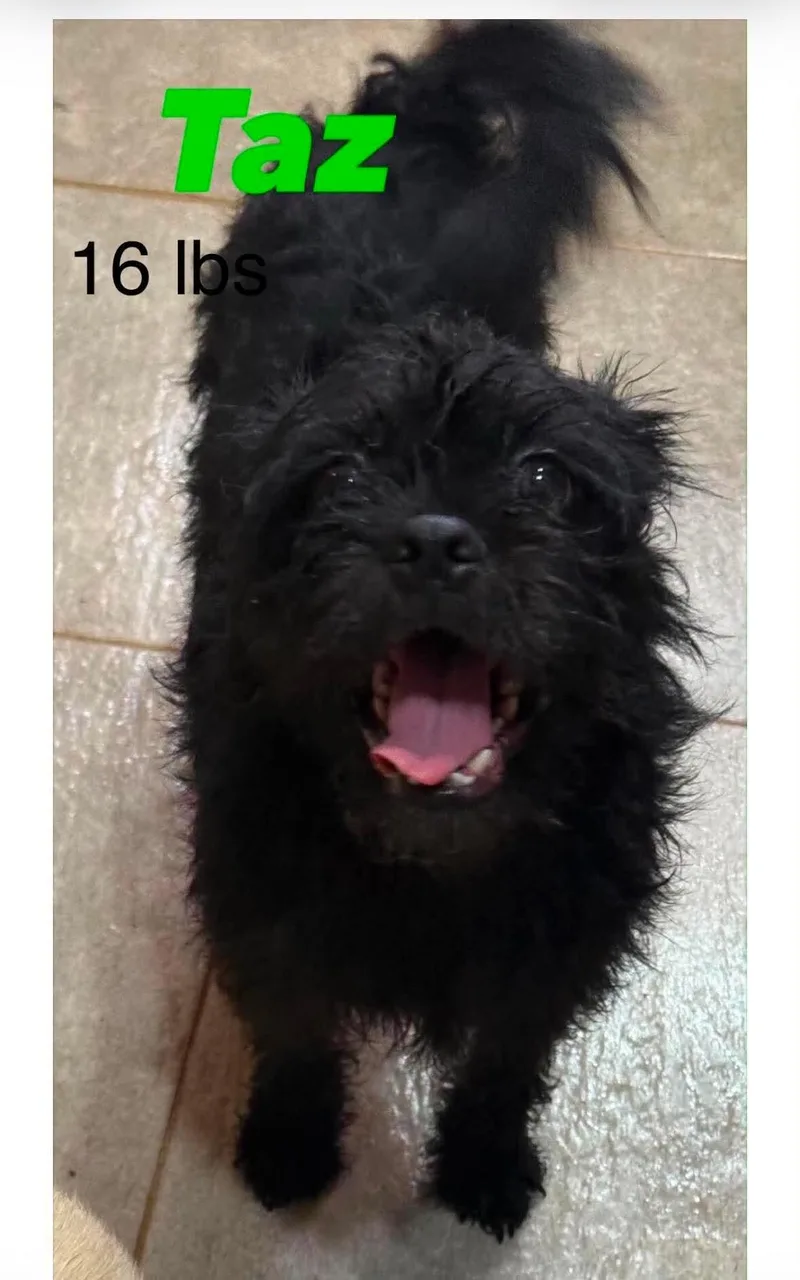 Taz