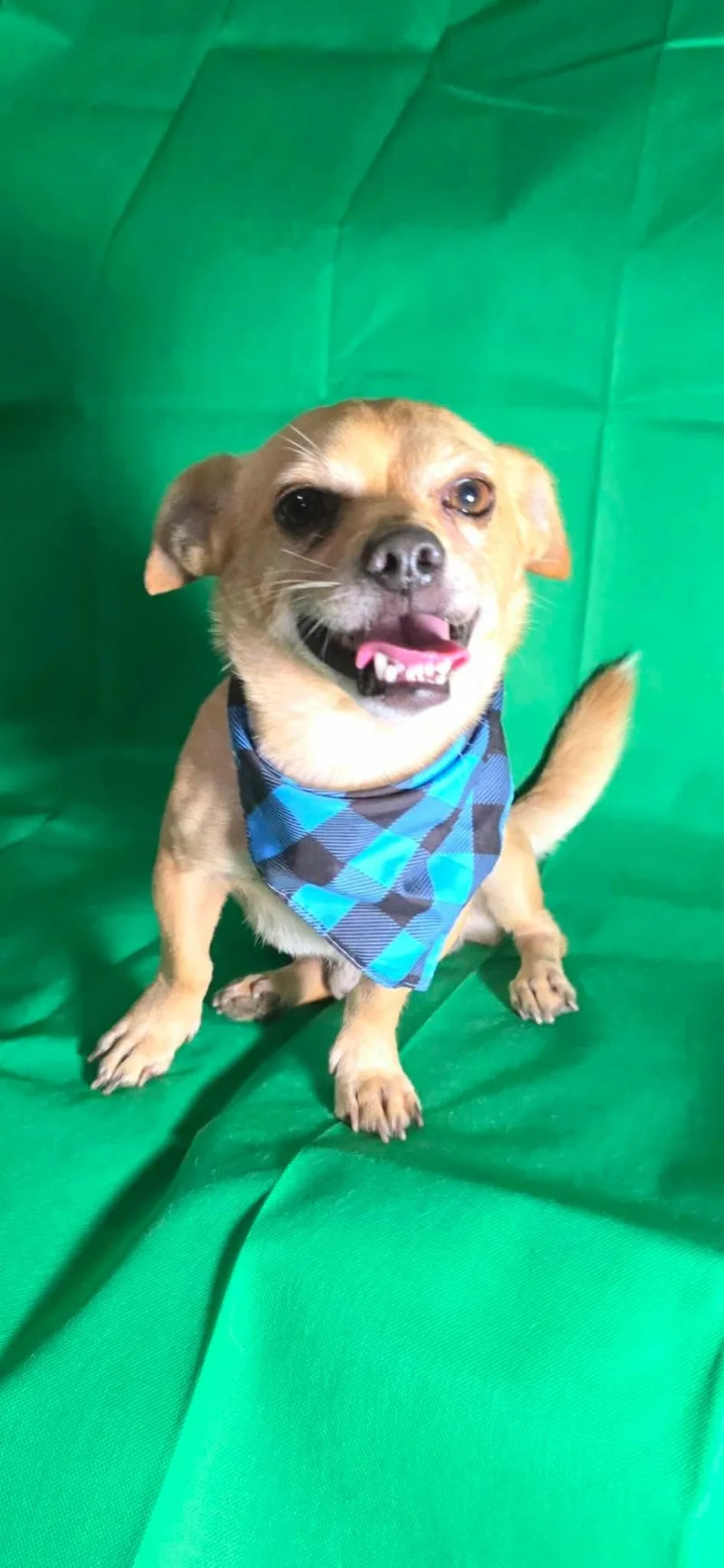 An adult small-sized male Chihuahua dog named Ryan for adoption in Boise, ID