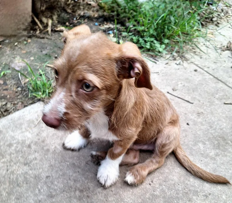 A baby small-sized male Brown / Chocolate Wirehaired Dachshund dog named Zigmund BLT for adoption in Missouri City, TX