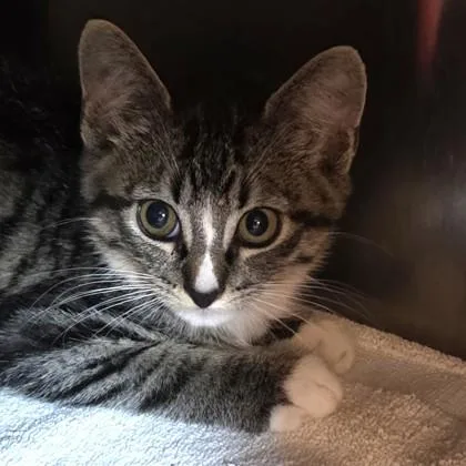 A baby small-sized male Domestic Short Hair cat named Will Turner for adoption in Voorhees, NJ