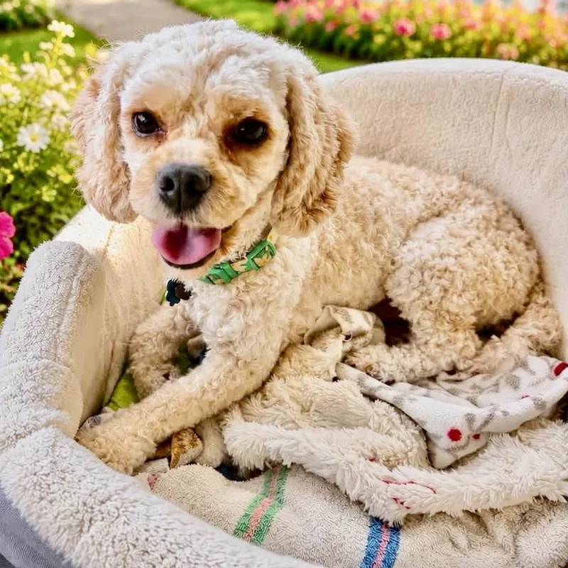 A young small-sized male Apricot / Beige Cavachon dog named Titan Turner for adoption in Plano, TX