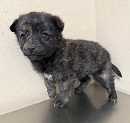 A young medium-sized female Brindle Terrier dog named Sachi for adoption in Flagstaff, AZ