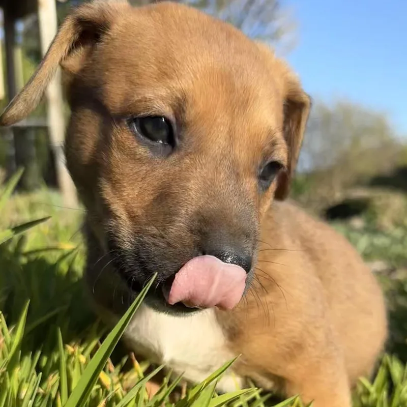 Jiff