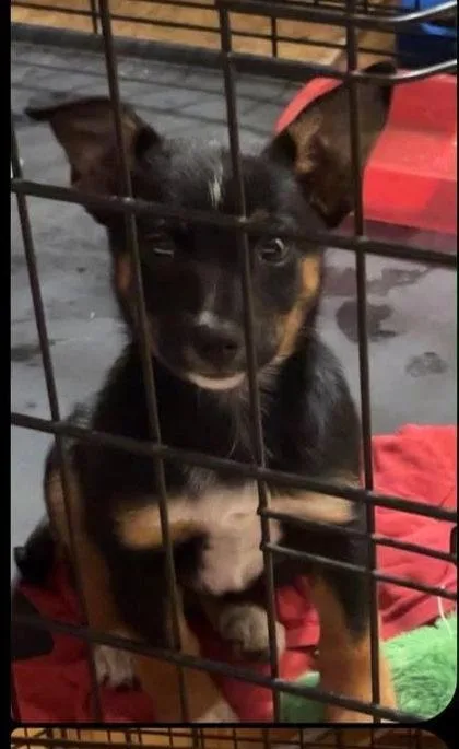 A baby small-sized female Australian Shepherd dog named Nugget for adoption in Morton Grove, IL