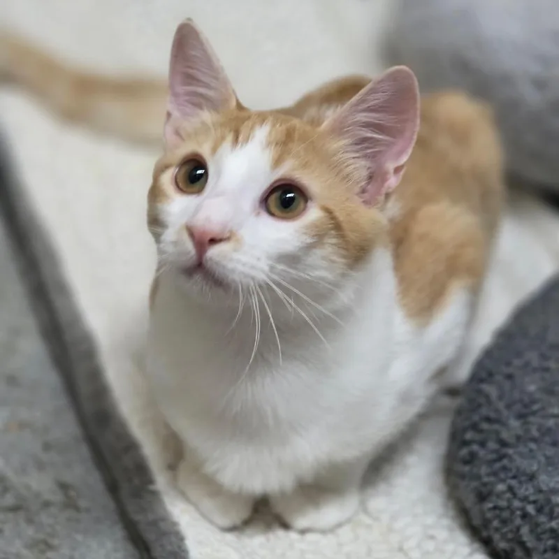 A baby small-sized male Orange / Red Domestic Short Hair cat named Paprika for adoption in Los Angeles, CA