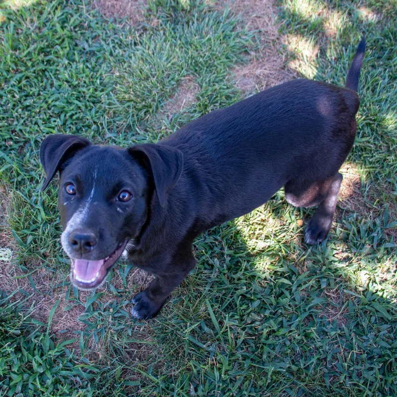 A baby medium-sized female Australian Cattle Dog / Blue Heeler dog named Princess Kiko for adoption in Houston, TX