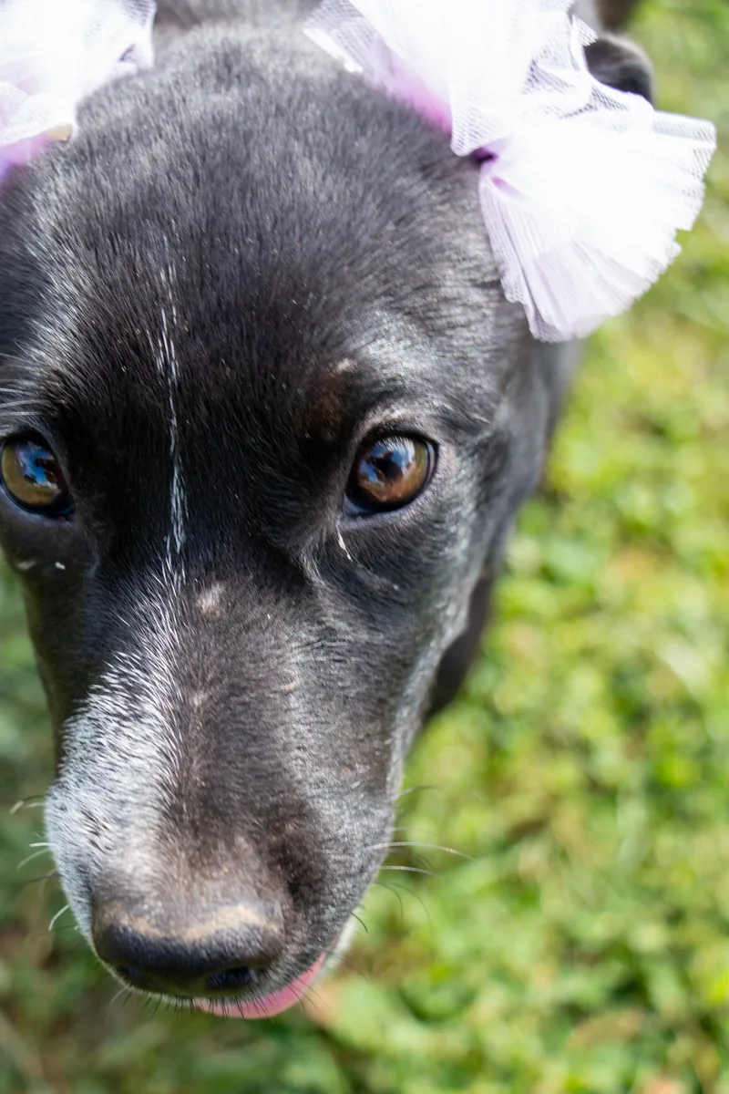 Princess Kiko thumbnail 3