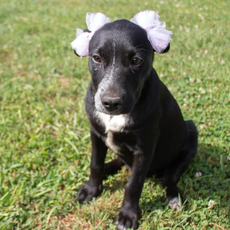 Princess Kiko thumbnail 6