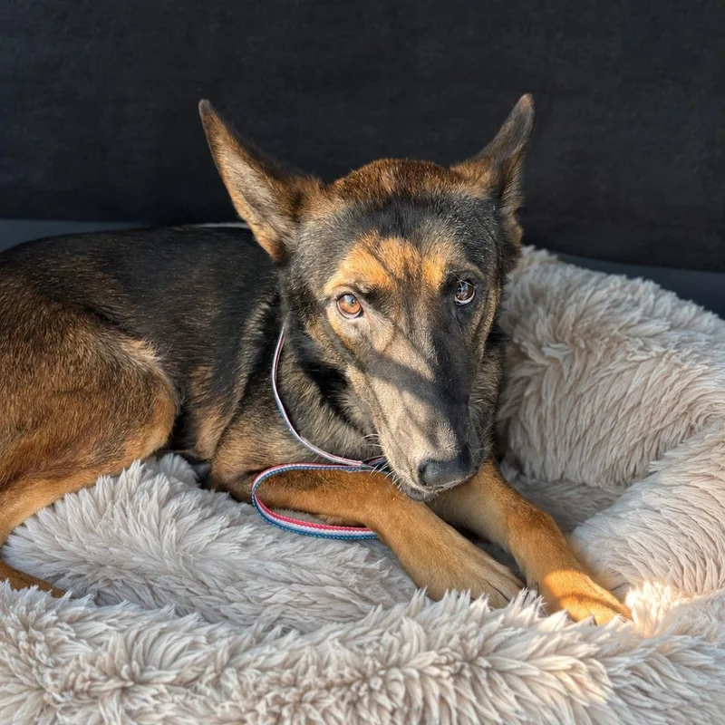 A young medium-sized male Bicolor Belgian Shepherd / Malinois dog named Lucas for adoption in Brentwood, TN