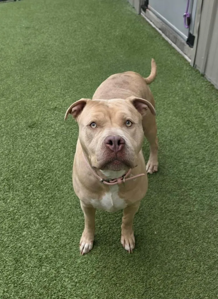 A young large-sized female Pit Bull Terrier dog named Duchess for adoption in Liverpool, NY