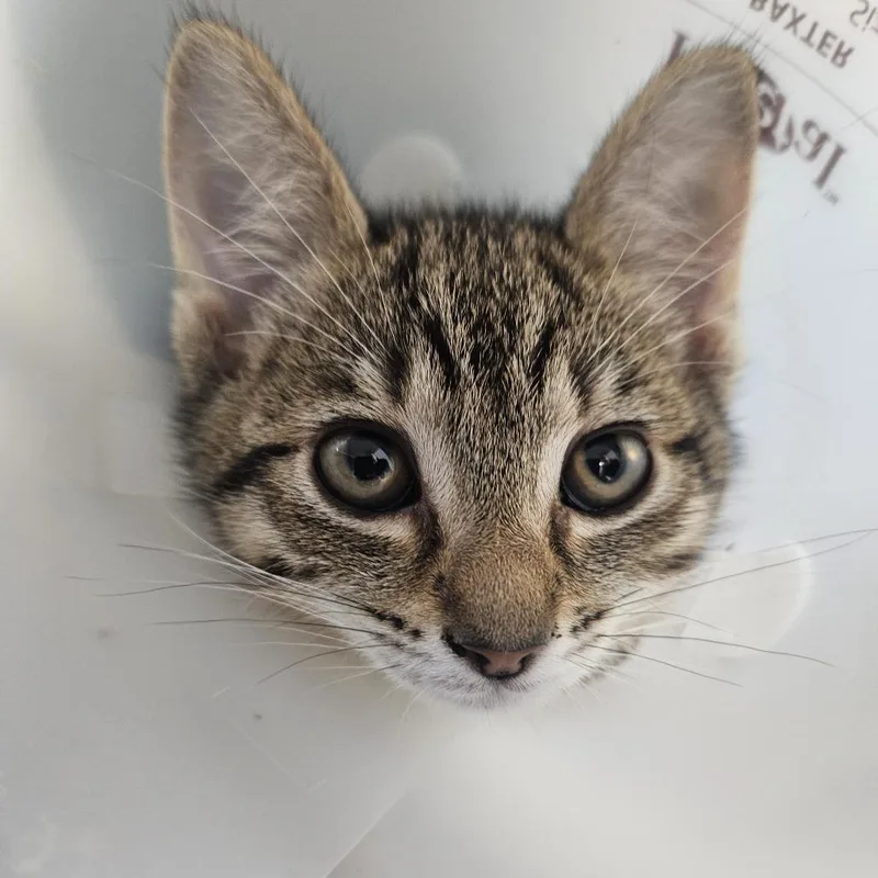 A baby small-sized female Brown / Chocolate Domestic Short Hair cat named Clubs for adoption in Gainesville, FL