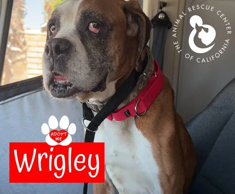 A senior large-sized male Tricolor (Brown, Black, & White) Boxer dog named Wrigley for adoption in Coachella, CA