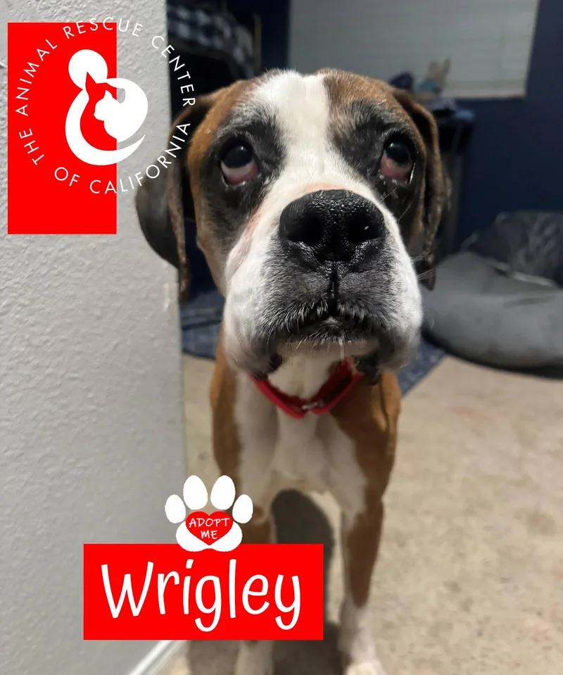 Wrigley thumbnail 2