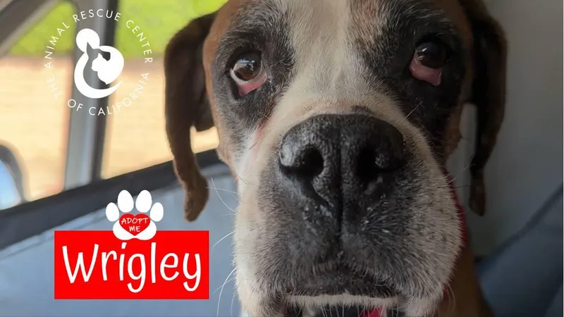Wrigley thumbnail 4