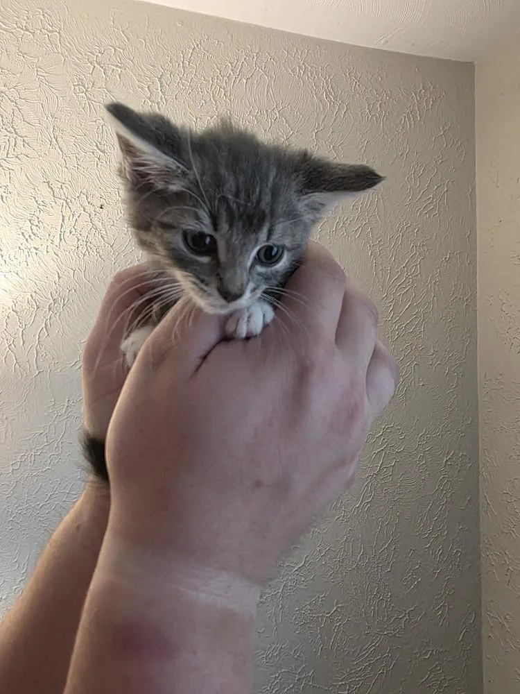 A baby small-sized female Gray / Blue / Silver Domestic Short Hair cat named HarmonyQ for adoption in Metamora, IL