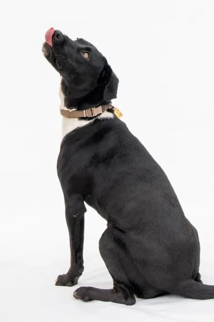 A young medium-sized female Black Retriever dog named Churro for adoption in La Grange, TX