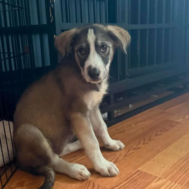 A baby large-sized female Gray / Blue / Silver Labrador Retriever dog named Tiana for adoption in Farmersville, OH
