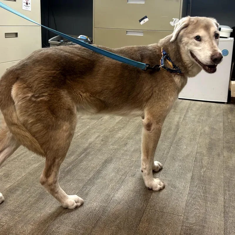 A senior medium-sized male Yellow / Tan / Blond / Fawn Labrador Retriever dog named Buddy for adoption in Melrose, FL