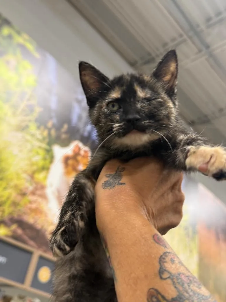 A baby large-sized female Domestic Short Hair cat named Fudge for adoption in warrenville, SC