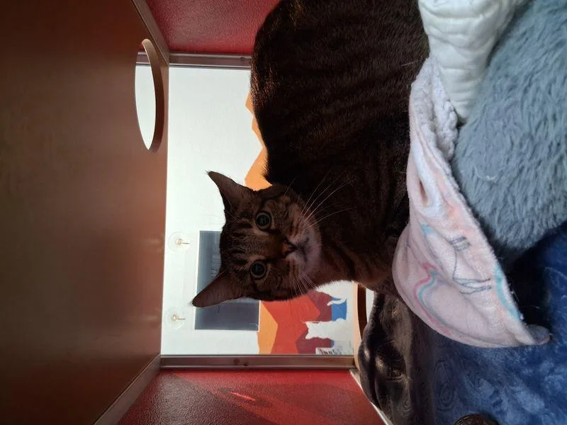 An adult medium-sized male Brown / Chocolate Domestic Short Hair cat named Johnny James for adoption in Lake Havasu City, AZ