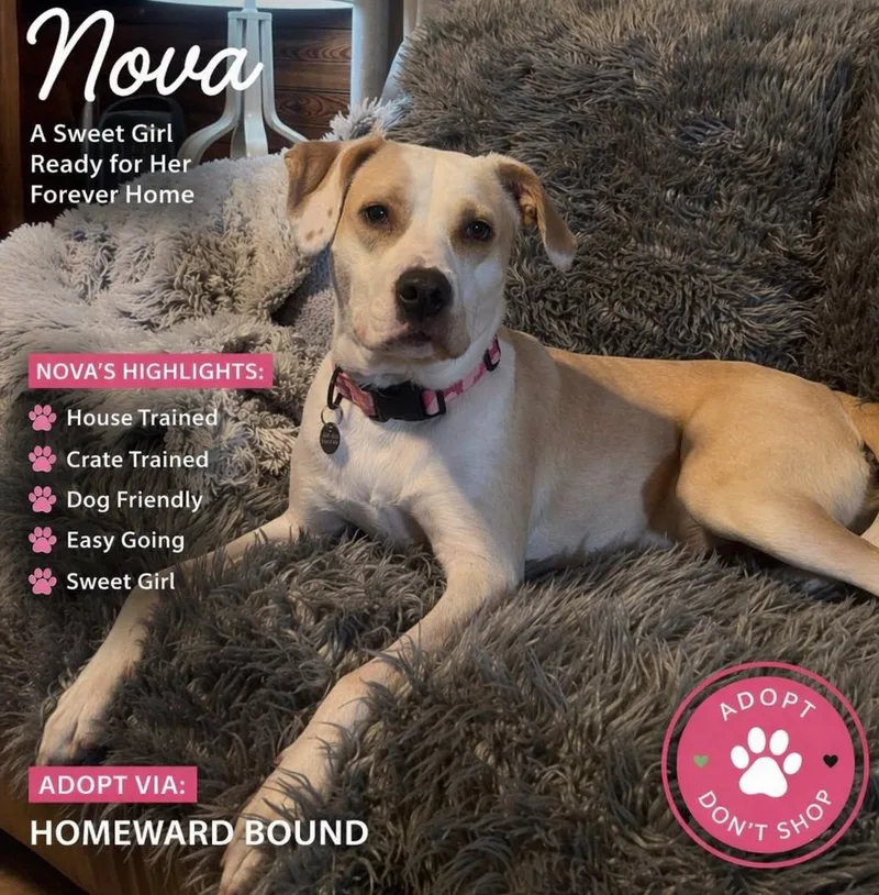 An adult medium-sized female Yellow / Tan / Blond / Fawn Hound dog named Nova for adoption in Irmo, SC