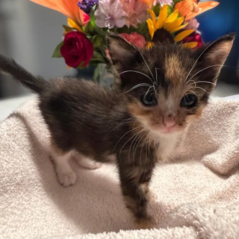 A baby small-sized female Calico Domestic Short Hair cat named Zora for adoption in Westminster, CA