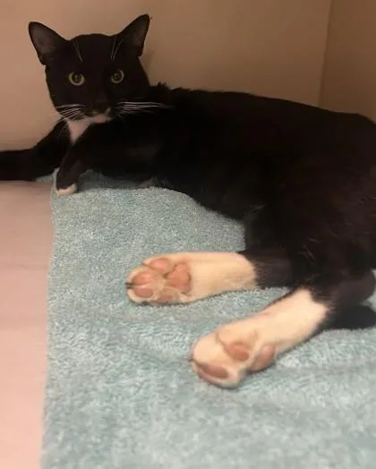 An adult medium-sized male Domestic Short Hair cat named Figaro for adoption in Chamblee, GA