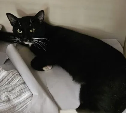 Figaro thumbnail 2