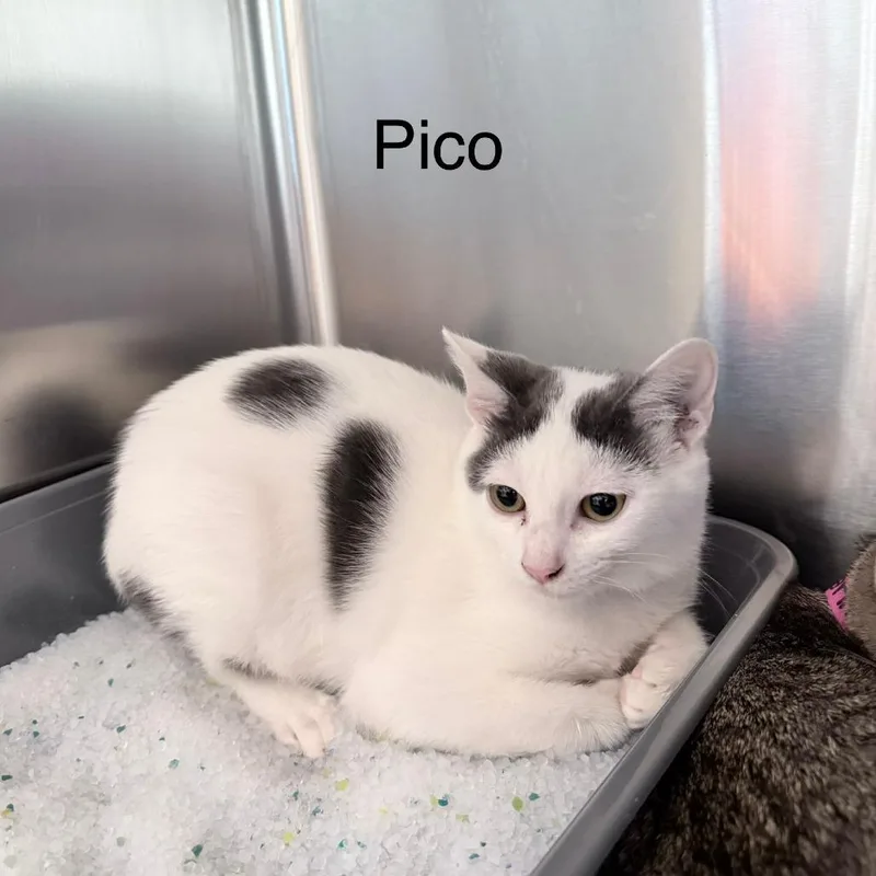 Pico