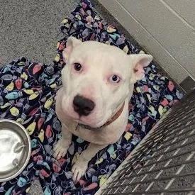An adult medium-sized male White / Cream Mixed Breed dog named Abe for adoption in Jeffersonville, IN