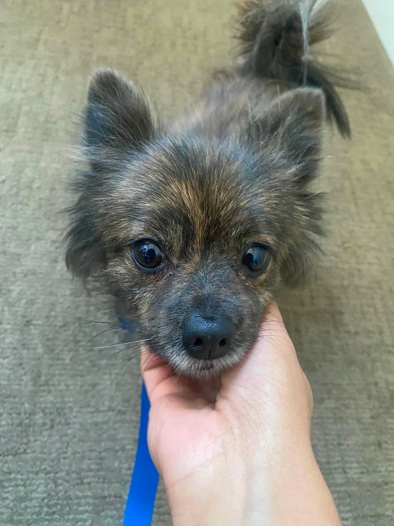 An adult small-sized female Pomeranian dog named B.b for adoption in San Francisco, CA