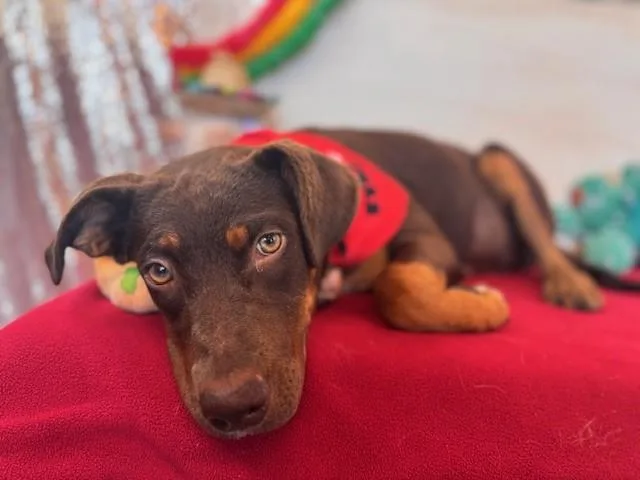A young small-sized female Pit Bull Terrier dog named Kylie for adoption in Fairfield, CA
