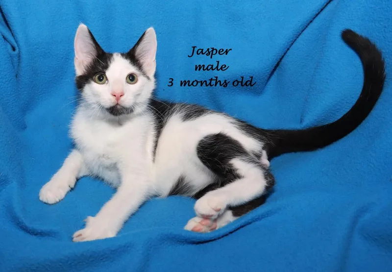 A baby medium-sized male Black & White / Tuxedo Domestic Short Hair cat named Jasper for adoption in Euclid, OH