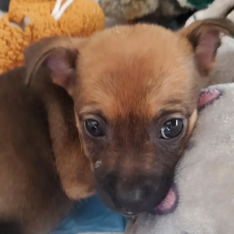 A baby small-sized female Chihuahua dog named Dolly for adoption in Riverside, CA
