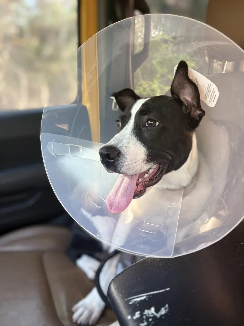 A young medium-sized male Black Mixed Breed dog named Hopper for adoption in Ossining, NY