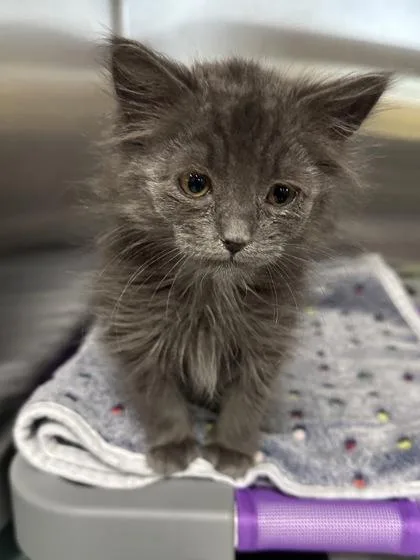 A young small-sized female Domestic Medium Hair cat named Petera for adoption in Missoula, MT