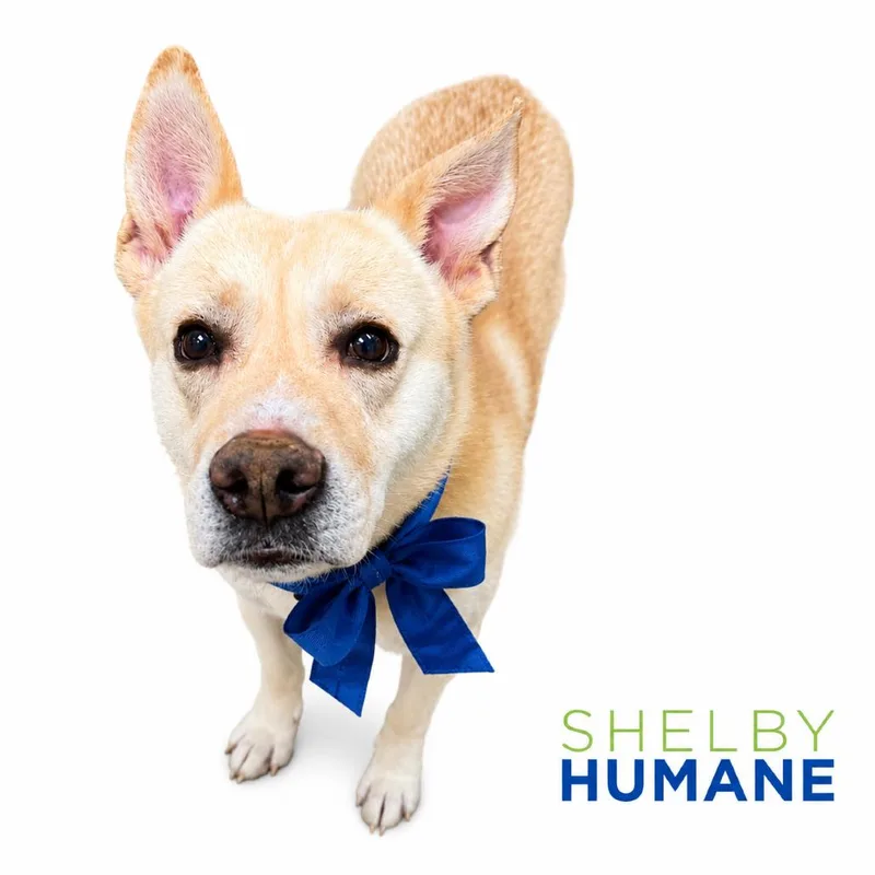A senior medium-sized male White / Cream Mixed Breed dog named Kai for adoption in Columbiana, AL