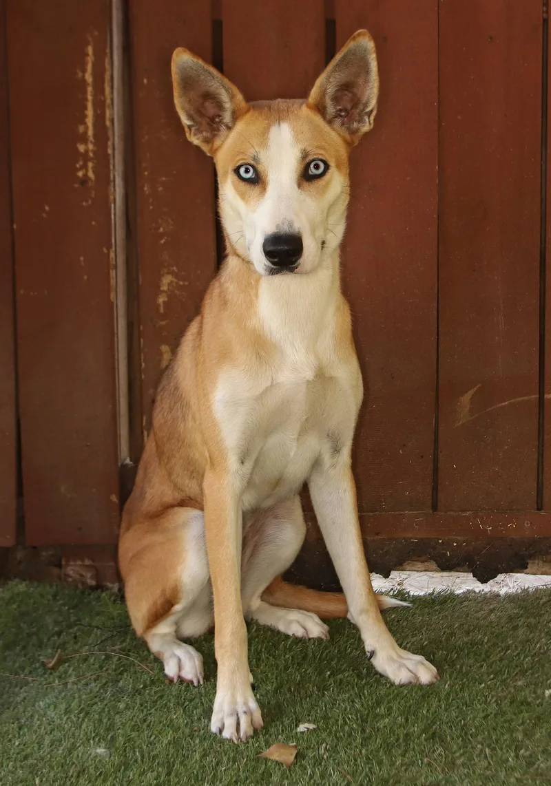 A young medium-sized female Husky dog named Hannah for adoption in Oakland Park, FL