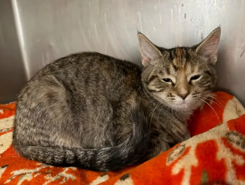 A baby medium-sized female Domestic Medium Hair cat named Carmageddon for adoption in Cincinnati, OH