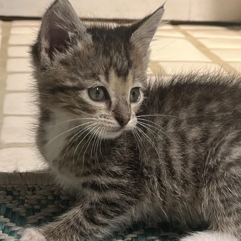 A baby small-sized female Black Domestic Short Hair cat named Francy for adoption in La Grange, KY