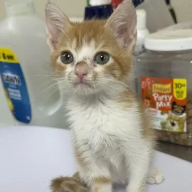 A young small-sized female Domestic Medium Hair cat named Colquitt Georgina for adoption in Donalsonville, GA