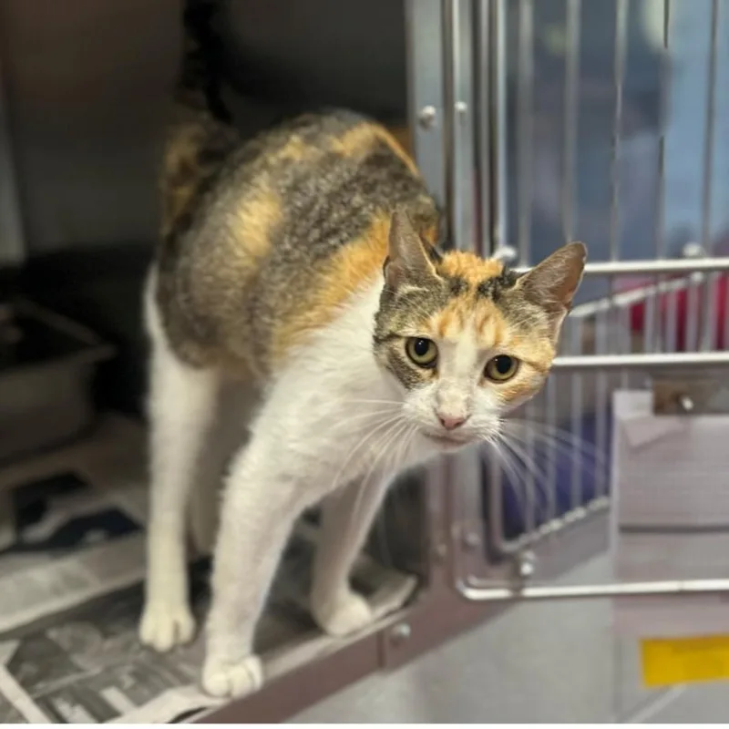 An adult medium-sized female Calico Domestic Short Hair cat named Meridian for adoption in Hinsdale, IL