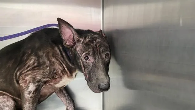 A young small-sized female German Shepherd Dog dog named Baby Spice for adoption in Tucson, AZ