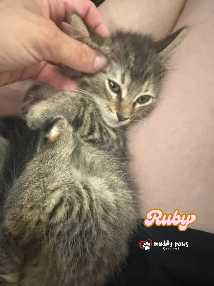 A baby medium-sized female Tabby cat named Ruby for adoption in Council Bluffs, IA
