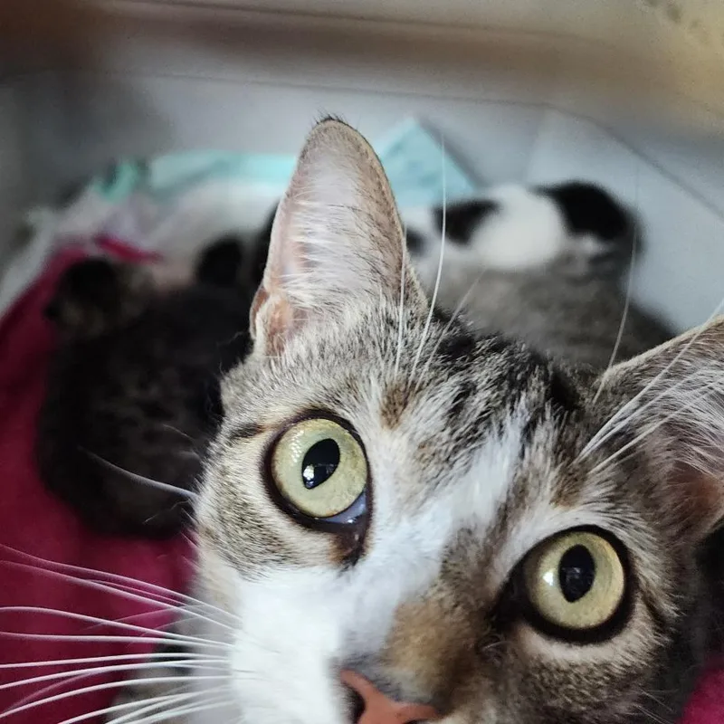 Meowlia Child thumbnail 2