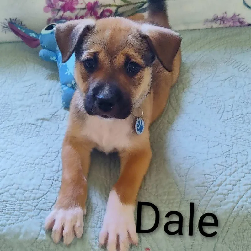 Dale thumbnail 2