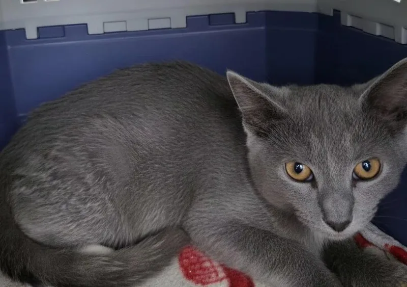 A baby small-sized male Domestic Short Hair cat named OreganoQ for adoption in Metamora, IL